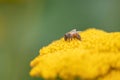 Moonshine Yarrow Achillea clypeolata, honeybee on yellow flowers